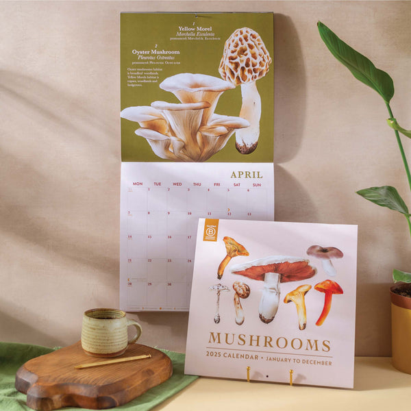 Fungi Art. Mushroom Calendar. 2025 large square calendar. Art planner. illustrated calendar. 100% recycled paper. Made in the UK.